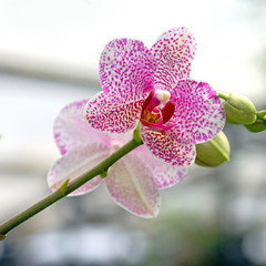 The orchid