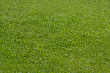 grass background