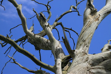 Alter Baum