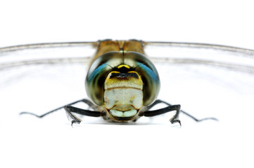 Blue-Eyed Hawker full face