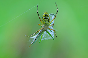 spider