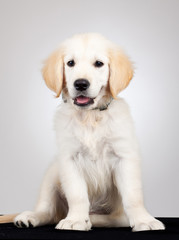 golden labrador retriever puppy