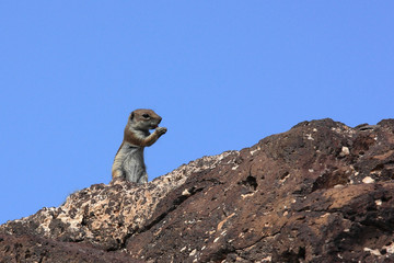 écureuil gris de babarie