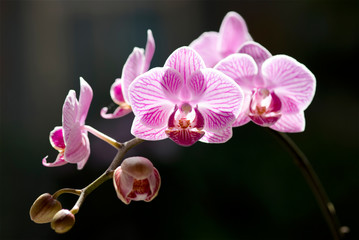 Beautiful moth orchid flowers with back sunlight
