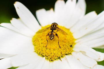 Obraz premium flowers