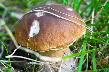 Wood mushroom