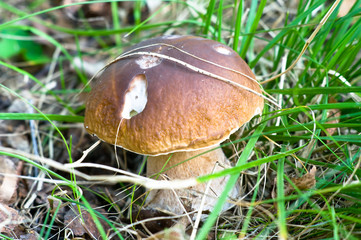 Wood mushroom