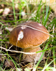 Wood mushroom