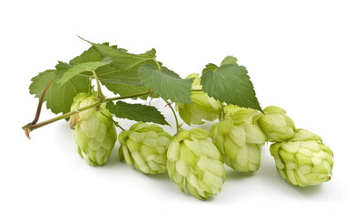 hop cones