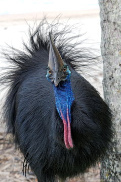 Scharfer Blick in die Kamera