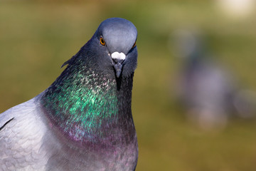 Columba livia, Rock Dove, Pigeon