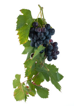 Uva nera grappolo