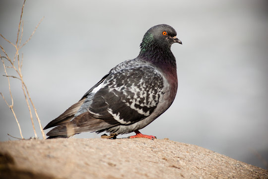 Columba livia, Rock Dove, Pigeon
