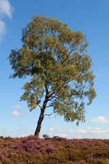 Fototapeta premium White birch on field of heath
