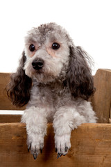 grey poodle dog in wooden crate over white background
