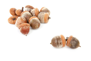acorns over white background