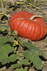 A pumpkin in a field, early fall