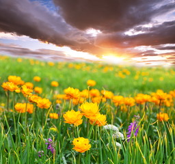 Fototapeta premium Meadow