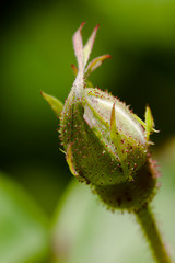 Plant rosehips. Bud is not open. Macro.