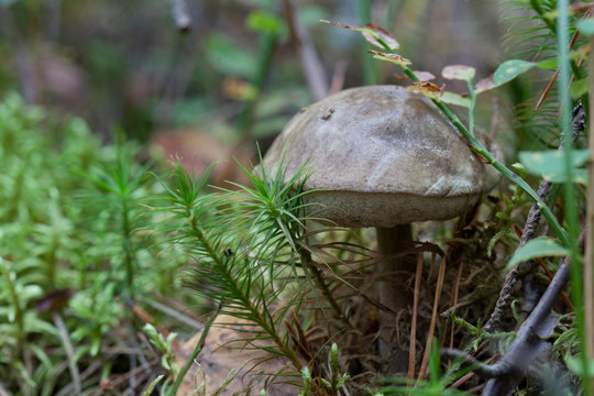 mushroom growing in the forest