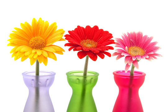 Colorful Gerber flowers