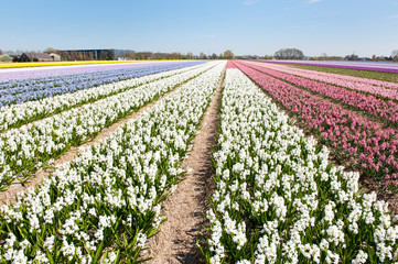 Flower bulbs in Holland