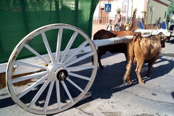 Carro con buoi