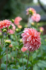 Dahlienblüten