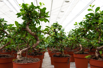 Bonsai trees in greenhouse