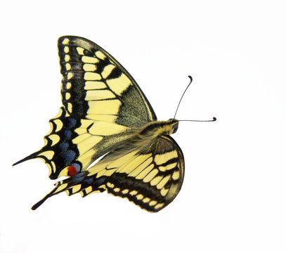 machaon butterfly isolated
