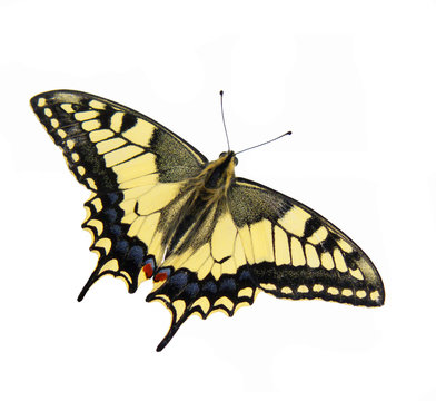 machaon butterfly