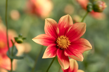 Dahlienblüten