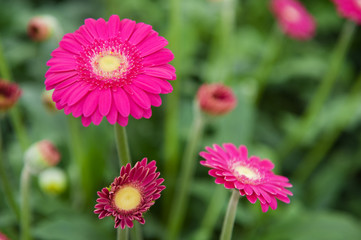 Obraz premium Pink Gerber plants