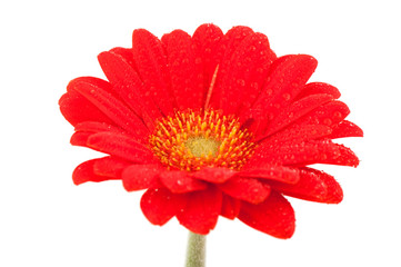 Red Gerber