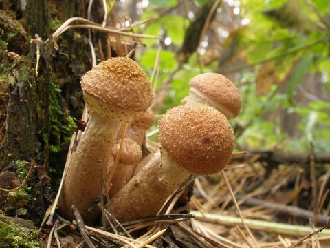 Armillaria Mellea