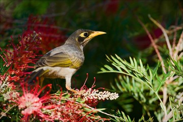 Bird and red flowers.