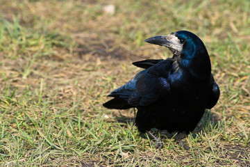 Corvus frugilegus, Rook