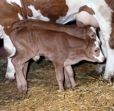 Zwillingsk&auml;lber_113965