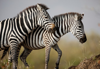 Fototapeta na wymiar Dwie zebry. Masai Mara. Kenia