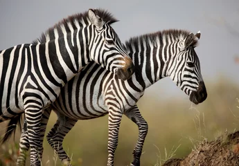 Fotobehang Twee zebra& 39 s. Masai Mara. Kenia © Nikolny