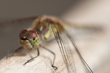 Libelle