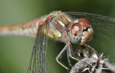 Macro con libélula.