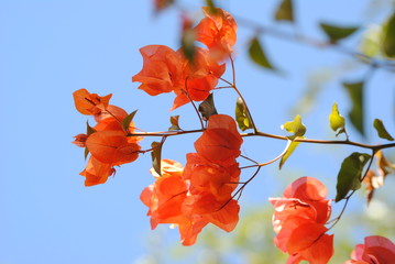 Bougainvillea with blue sky