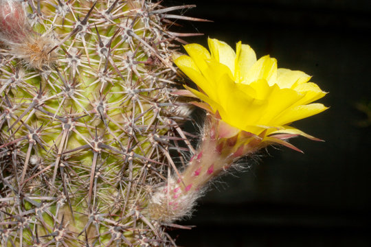 Lobivia aurea fallax / Golden Easter Lily Cactus (Argentina)
