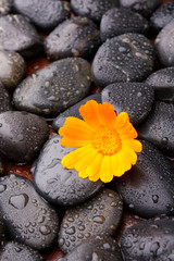 zen stones and flower