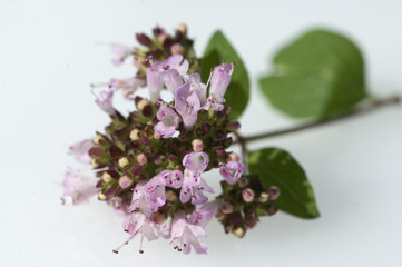 Dost, Origanum vulgare