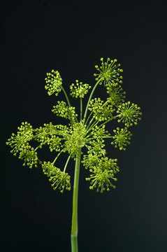 Dilldolde; Dill; Anethum graveolens