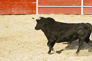 Spanish bull. Bullfight.