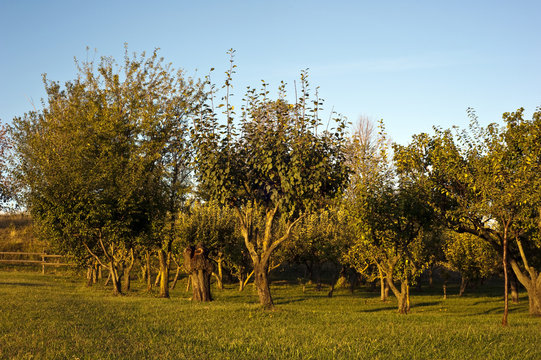 orchard at dawn