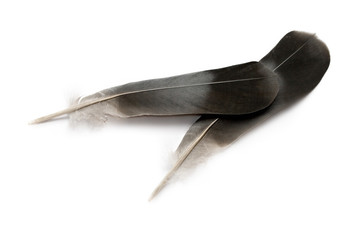 Feathers isolated on the white background